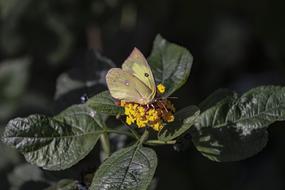 Butterfly Yellow Pink Green