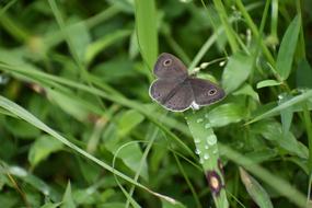Butterfly Insect on grass