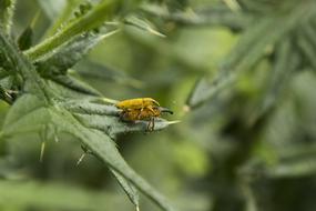 Insect Leaf Nature