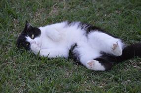 Cat Outside Grass