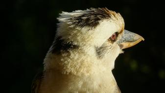 Australia Kookaburra Wildlife