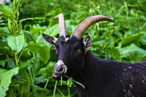 black wild goat