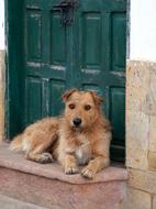 Villa De Leyva Dog Animal