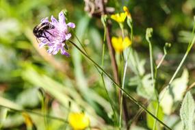 flying insect on a flower in the garden