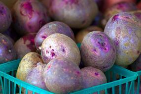 raw potatoes in boxes at the market