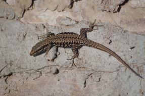 Lizard Reptile on stone wall