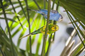 colored parrots in the garden