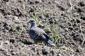 Turtle Dove Streptopelia Turtur