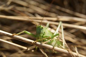 Tettigonia Viridissima Grasshopper