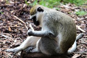 closeup photo of Monkey