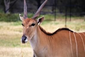 Deer Zoo