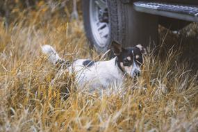 Dog Helios Helios44