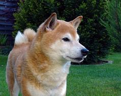 Dog Head Light Brown Animal