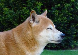 Dog Head Light Brown Animal