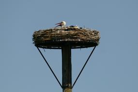 Stork Bird Fauna