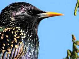 colorful plumage of a wild bird