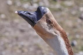 Goose Head Bird