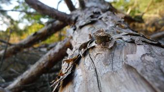 Bark Rough Tree