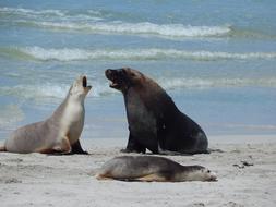 Wild Seals on sandy Beach