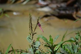 Dragonfly Encyclopedia Macro