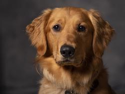 Golden Retriever Dog