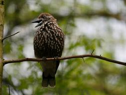 singing bird on a branch