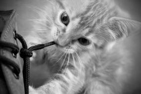 Cat Kitten Feline