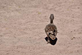 funny duck on a walk