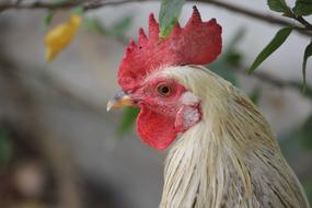 white chicken with a red comb