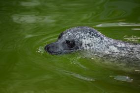 wild Seal Mammal swim