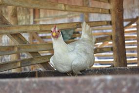 Chicken Farms Animal
