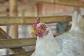 Chicken Hen on Farm