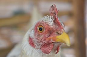 Chicken Hen Farm