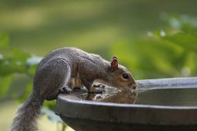squirrel drinking from a fountain