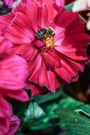 Insect Flower Nature Garden