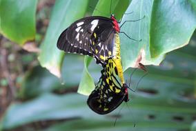 two colored butterflies in the garden