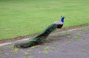 Peacock Bird Plumage