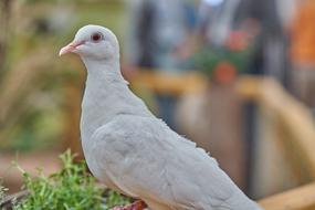 Dove Bird Feather