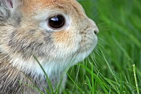 Dwarf Rabbit Easter