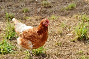 Chicken Hen Poultry