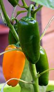 garden peppers in color