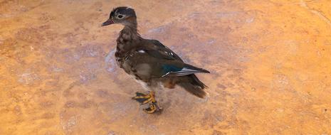 Duck Bird closeup picture