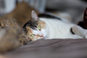 domestic Cat blur photo
