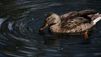 mallard Duck, female Water bird