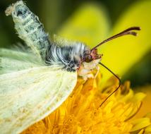 Insect Butterfly Macro picture