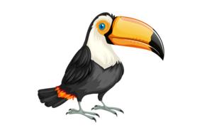 toucan bird nature wild wildlife