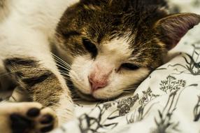 Cat Friend Nice