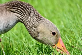 Wild Greylag Goose grazing