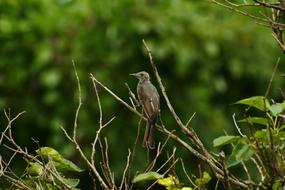 Animal Forest Wood Little bird