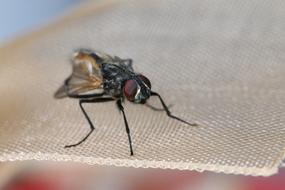Fly Insect Macro Flying